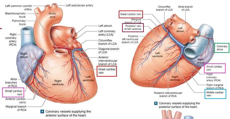 <p>Directly into the right atrium….NOT coronary sinus</p>