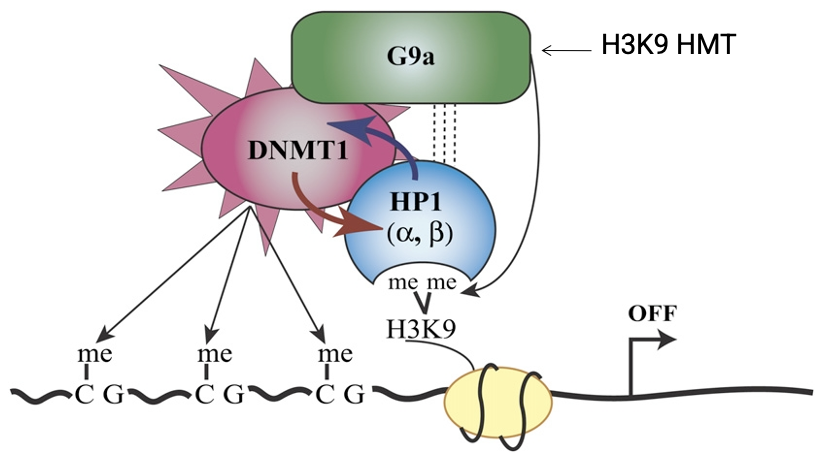 <ol><li><p>H3K9 methylation - histone mark is written</p></li><li><p>HP1 binding - reader anchors to the mark</p></li><li><p>DNMT recruitment - HP1 brings in DNMTs</p></li><li><p>CpG methylation - DNA itself is methylated</p></li><li><p>Stable silencing - reinforcement through additional repressive proteins</p></li></ol><p></p>