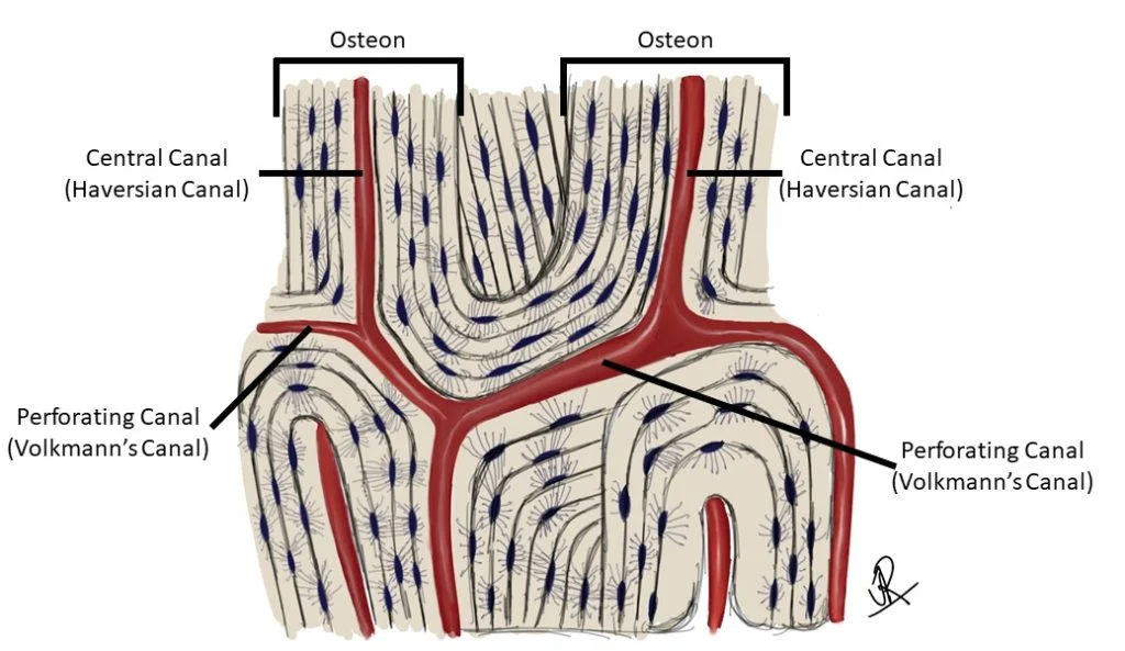 <p>passageways that extend perpendicular to the axis of bone</p><p>connect the central canals of adjacent osteons</p>