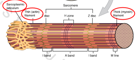 <p>o Actin filaments (microfilaments)</p><p>o Myosin</p>
