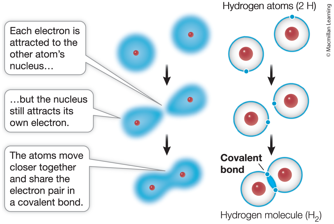 <p>Covalent bond</p>
