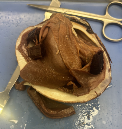 <p>What Phylum and Class is this?</p>
