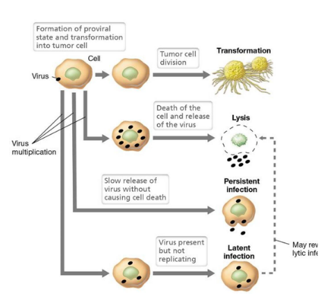 <ul><li><p>If the virus is<strong> virulent</strong>: host cell is lysed (most common outcome!) </p></li><li><p>If<strong> latent</strong> infection: viral DNA exists in host cell chromosomes and virions are not produced; cell is unharmed </p></li><li><p>If <strong>persistent </strong>infection: virions are released by budding and the cell does not lyse </p></li><li><p>The cell can also undergo <strong>transformation</strong> and become cancerous </p></li></ul><p></p>