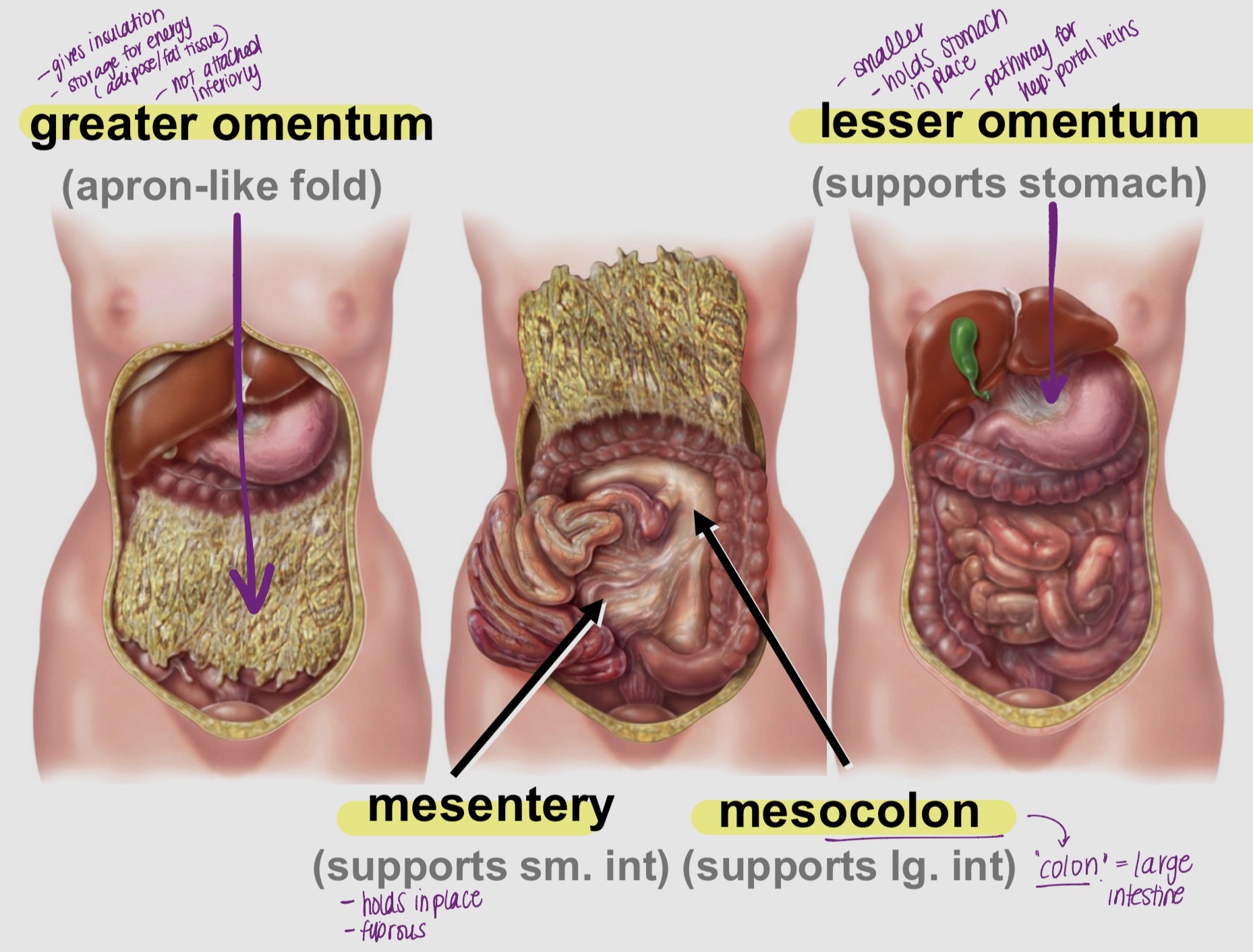 <ol><li><p>Greater Omentum:</p></li></ol><ul><li><p>gives insulation, storage for energy (fat, adipose)</p></li></ul><ol start="2"><li><p>Mesentery:</p></li></ol><ul><li><p>supports sm intestines (holds in place)</p></li></ul><ol start="3"><li><p>Mesocolon:</p></li></ol><ul><li><p>supports lg intestines (colon= large)</p></li></ul><ol start="4"><li><p>Lesser Omentum:</p></li></ol><ul><li><p>supports stomach (smaller, pathway for hep.portal veins)</p></li></ul><p></p>