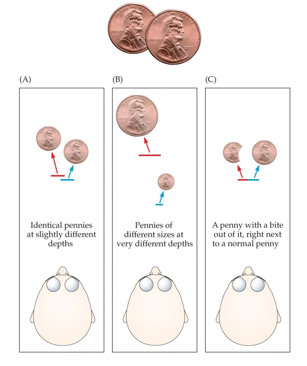 <p><u>Combining Depth Cues: Perceptual Committees</u></p><ul><li><p>Depth perception combines sensory input with __.</p></li><li><p>The __ explains how we estimate probability in depth perception.</p></li><li><p class="p2">T/F: Our brains favor the most likely interpretation of ambiguous depth cues.</p></li><li><p class="p2">__ influences whether we perceive depth accurately or see illusions.</p></li></ul><p></p>
