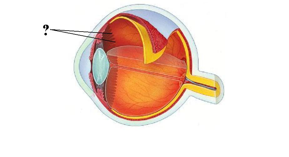 <p>Identify the indicated structure</p>