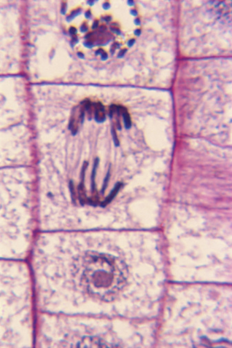 <p>What phase is portrayed in the middle?</p>