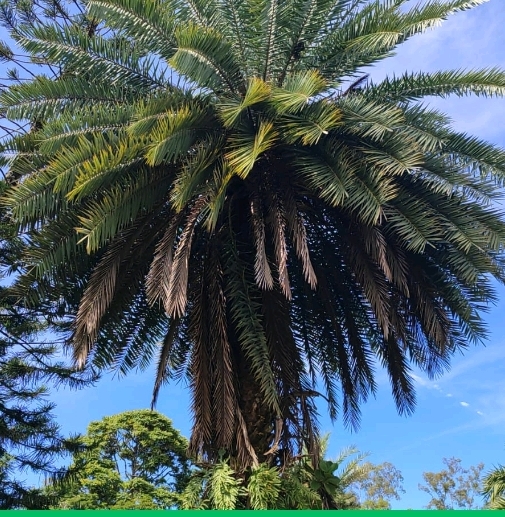 <p>Tamareira</p>