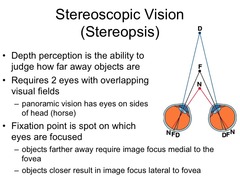 <p>d. Stereopsis</p>