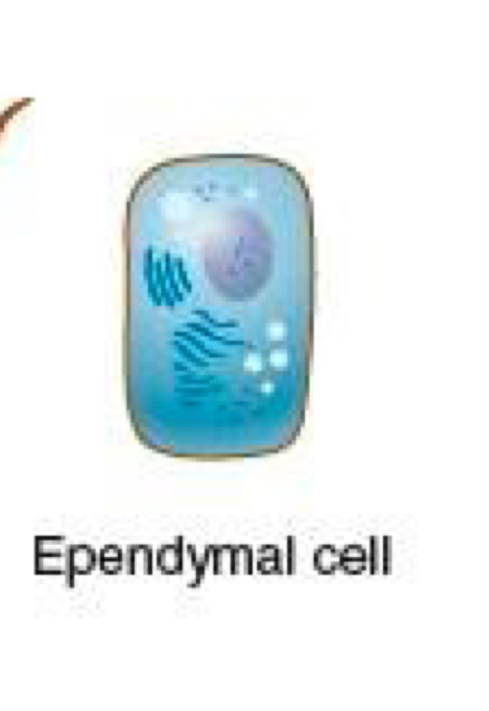 <p>ependymal cells </p>