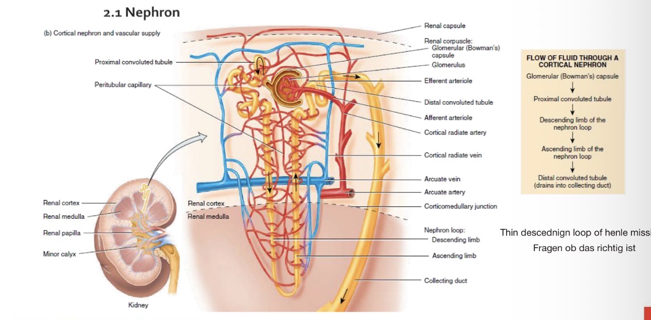 <p>Glomerular (Bowmans) Capsule → Proximal convoluted tubule (PCT) → Thick descending limb of nephron loop → Thin descending limb of nephron loop → Thick ascending limb of nephron loop → distal convoluted tubule (drains into collecting duct)</p>