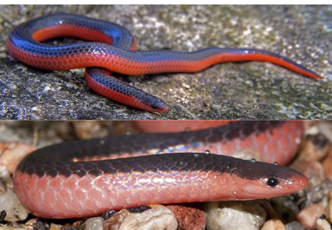 <p>Family: Dipsadidae</p><p>Location: Forested Regions of Eastern 1/3</p><p>ID: Back: Dark Gray/Black, Pink/Coral on sides; Belly: Pink/Coral; anal plate is divided; scales are smooth and shiny; head is flattened</p><p>Life/History: fossorial worm eaters; locally abundant; tail spine helps maneuver underground</p>