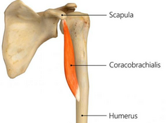 <p>Medial aspect of humerus at midshaft.</p>