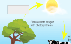 <p>oxygen cycle: name the step</p>