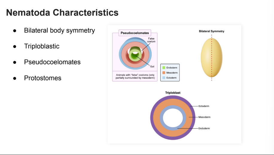 <p><strong>Bilateral</strong></p><p><strong>Triploblastic</strong></p><p><strong>Pseudocoelomates</strong></p><p><strong>Protstomes</strong></p>