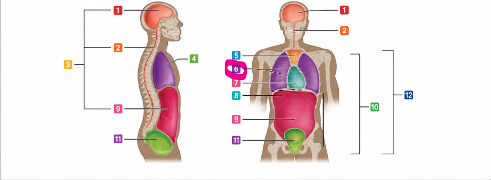 The small space around each lung that helps the lungs move smoothly during breathing