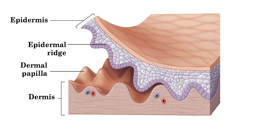 <p>Finger-like projections of the papillary dermis extending upward into the epidermis that increase surface area for adhesion and form friction ridges.</p>