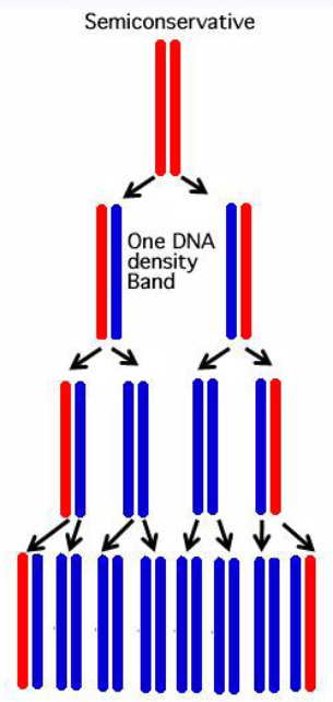 <p><span>each new DNA molecule consists of one original (parental) strand and one newly synthesized strand</span></p><p>⇨ <span>instead of conservative: the new DNA molecule is 100% new stuff</span></p>