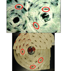<p>contain osteocytes (dark spots between lamellae)</p>
