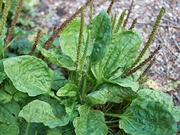 <p><span>Plantago major</span></p>