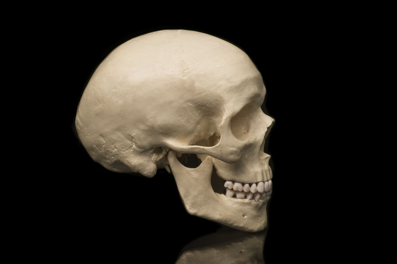 <p>Body cavity enclosed by the skull that houses and protects the brain.</p>