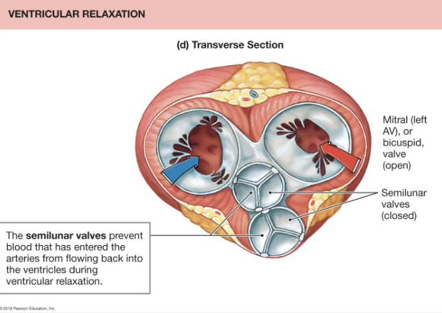 <ul><li><p>Right Atrium, Right AV Valve (tricuspid), Right Ventricle, Pulmonary semilunar valve</p></li><li><p>Lungs </p></li><li><p>Left Atrium, Left AV Valve (bicuspid or mitral), Left Ventricle, aortic semilunar valve</p></li><li><p>Body</p></li></ul><p></p>