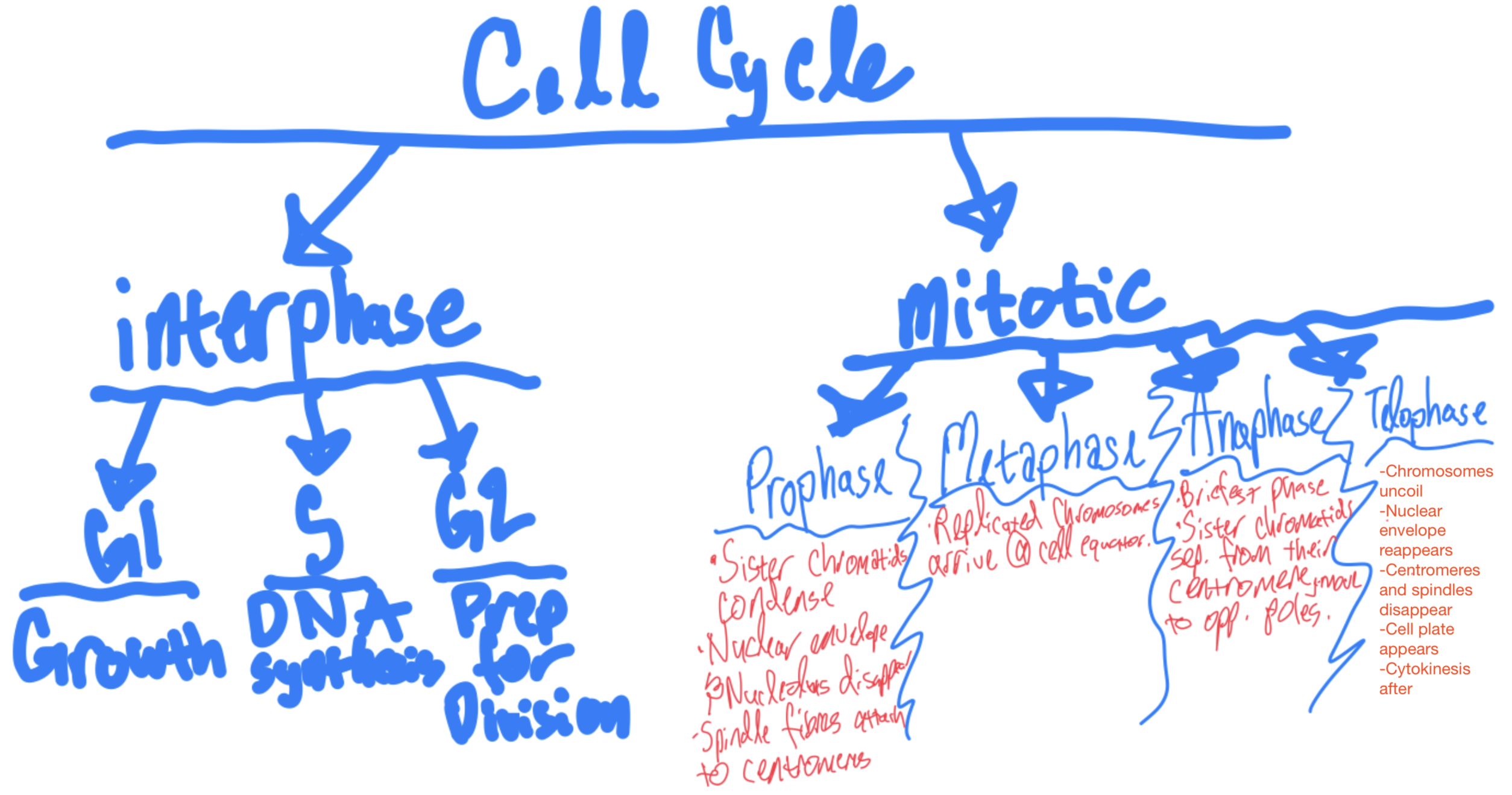 <p>Life cycle of a cell: Interphase ($$G_1$$, $$S$$, $$G_2$$) and Mitotic Phase (Mitosis, Cytokinesis).</p>