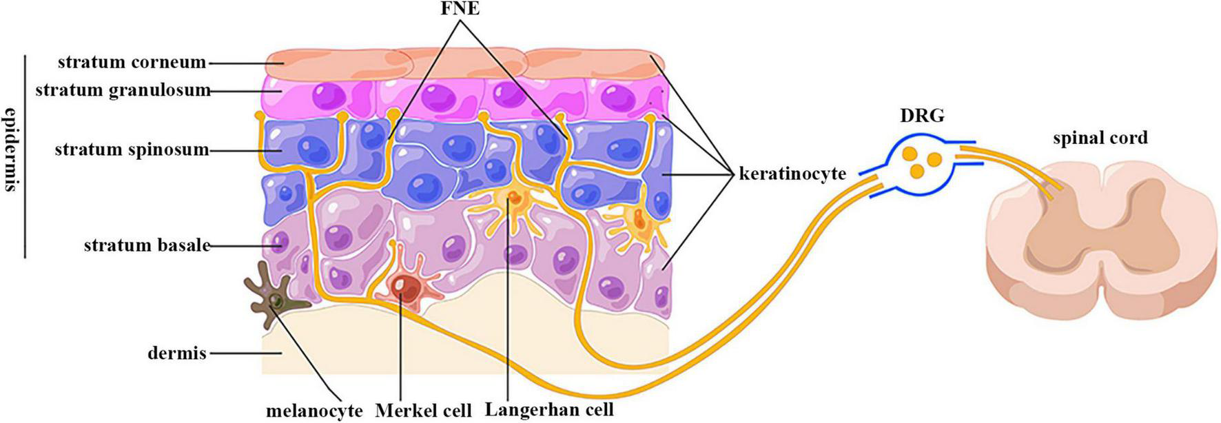 <p>Principal epidermal cell type synthesizing keratin for structural protection.</p>