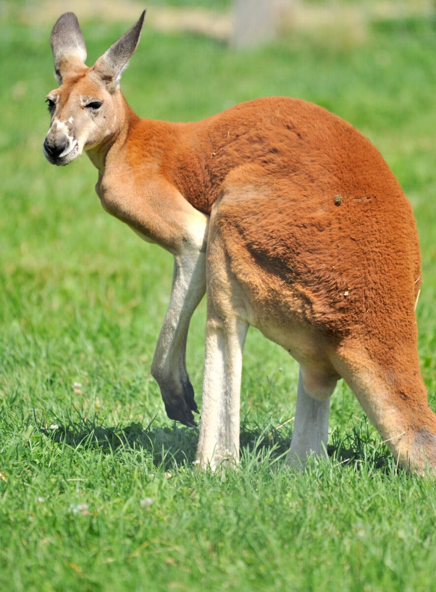 <p>Red Kangaroo</p>