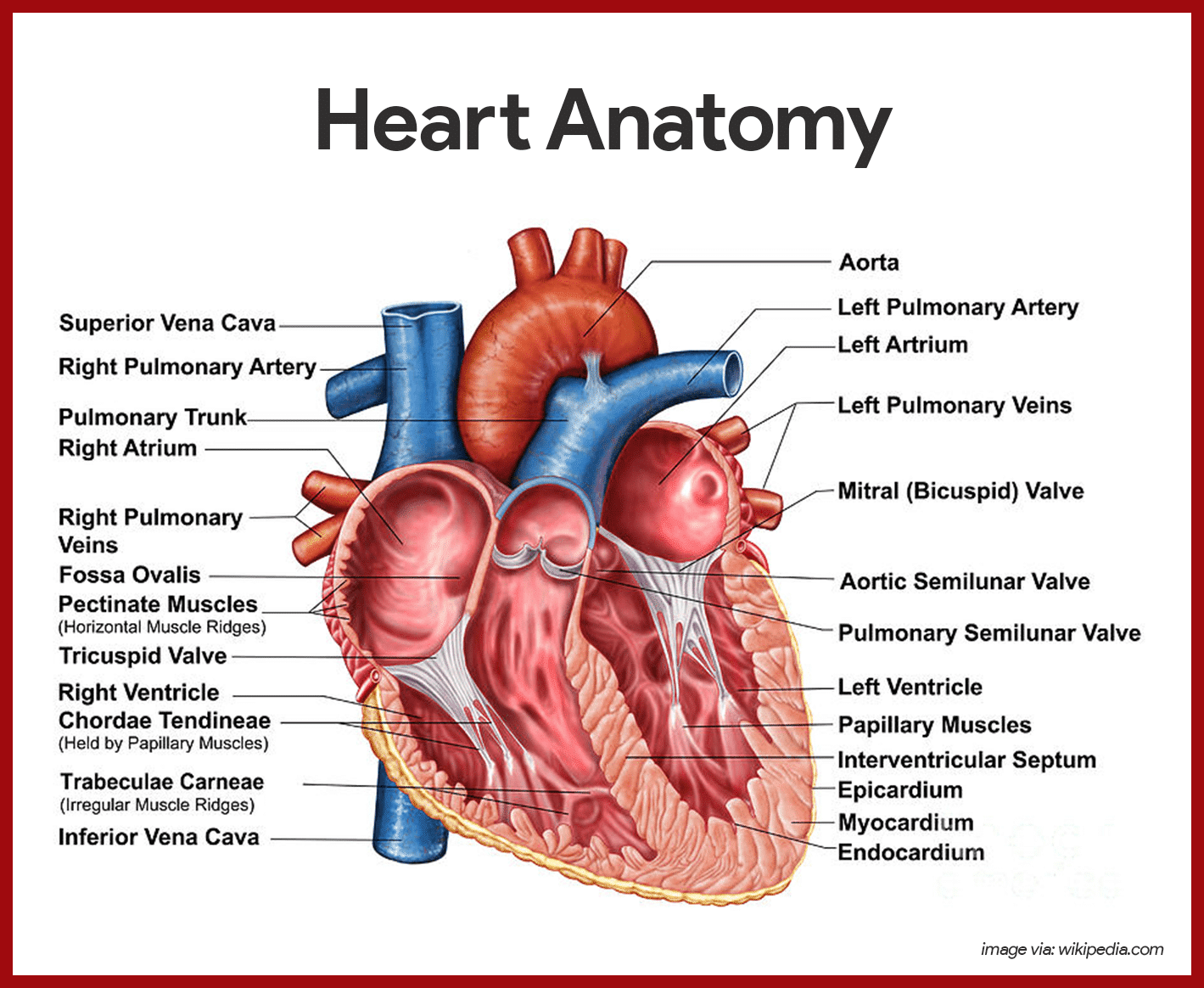 <ol start="2"><li><p><span style="background-color: transparent;">pulmonary artery</span></p></li></ol><p></p>