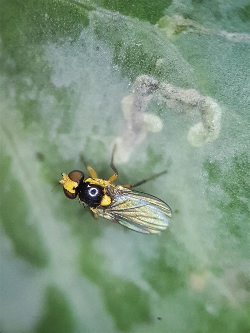 <p>yellow and black fly</p>
