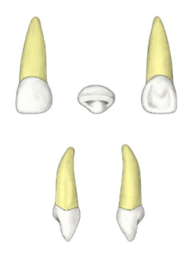 <p>Tooth?</p>