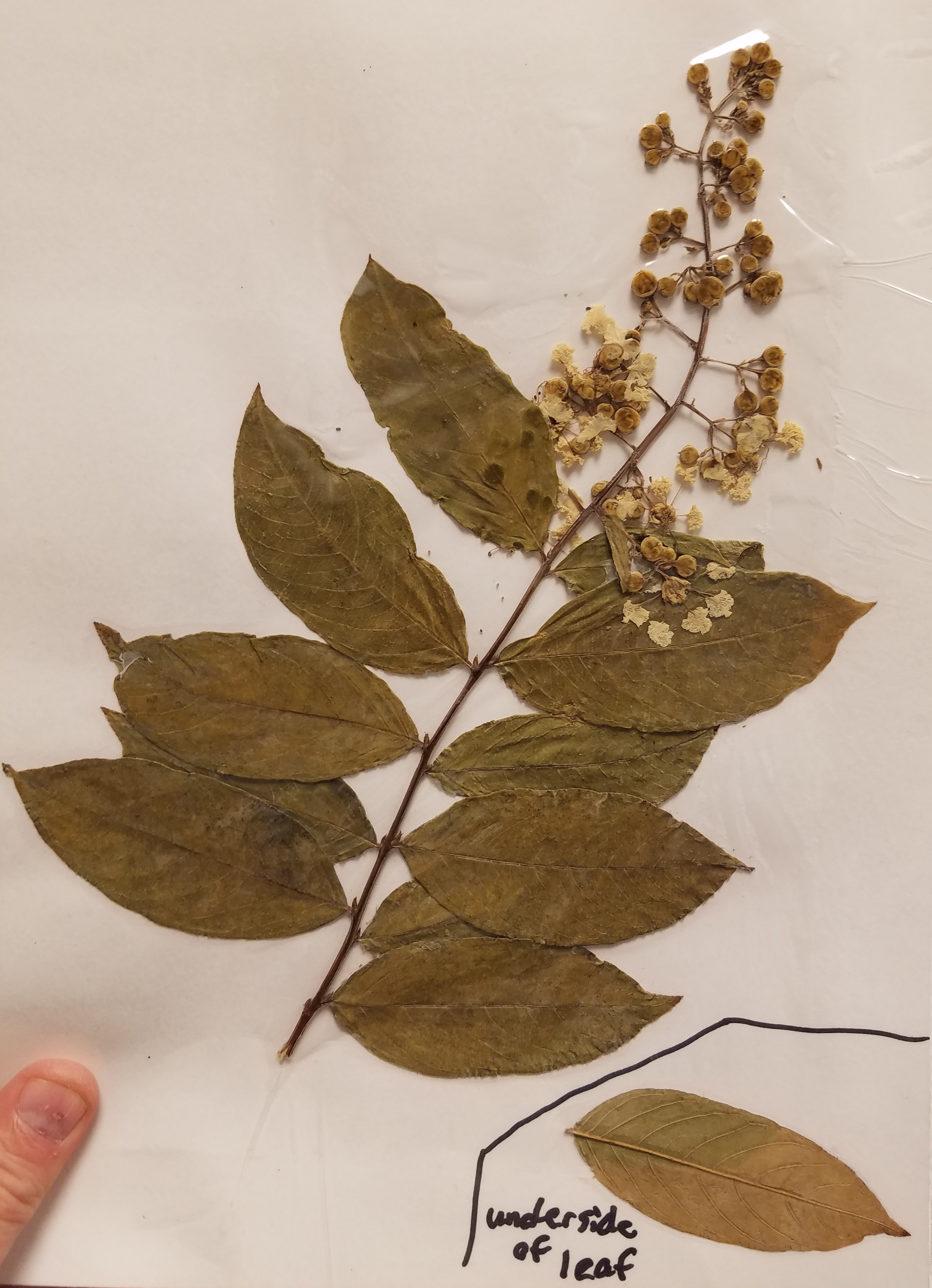<p>What is the common name?</p>