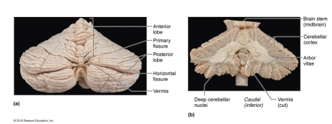 <ul><li><p>two hemispheres separated by a longitudinal fissure called the vermis</p></li><li><p>thin superficial layer of gray matter and deep layer of white matter (arbor vitae)</p></li><li><p>coordinates skeletal muscle contractions </p><ul><li><p>specializes fine movements </p></li><li><p>helps lean new movements (walking)</p></li><li><p>brain region most affected by alcohol intoxication</p></li></ul></li></ul><p></p>