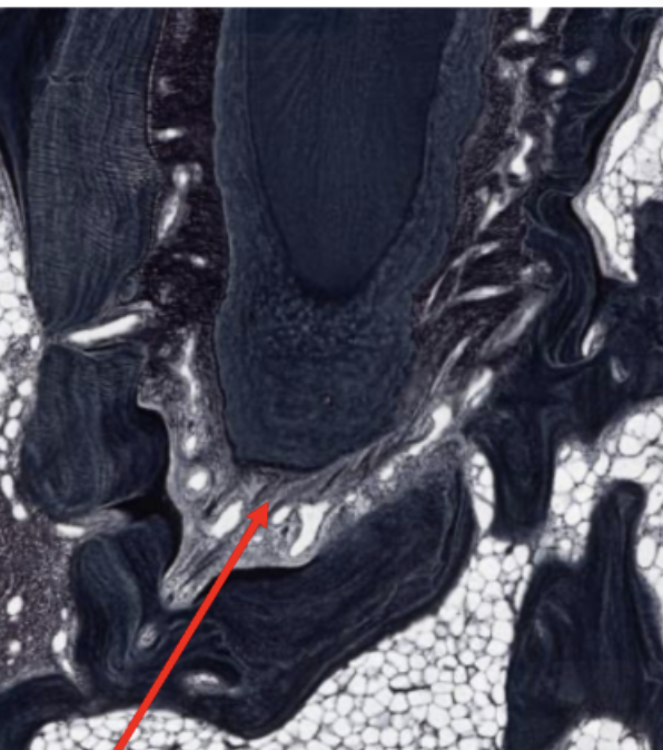 <p>ID the fibers</p>