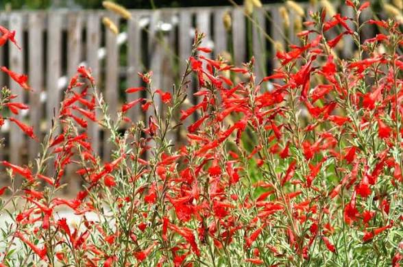 <p>California Fuchsia</p>