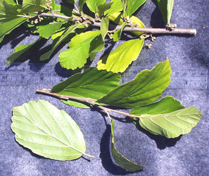 <p>scientific name</p>