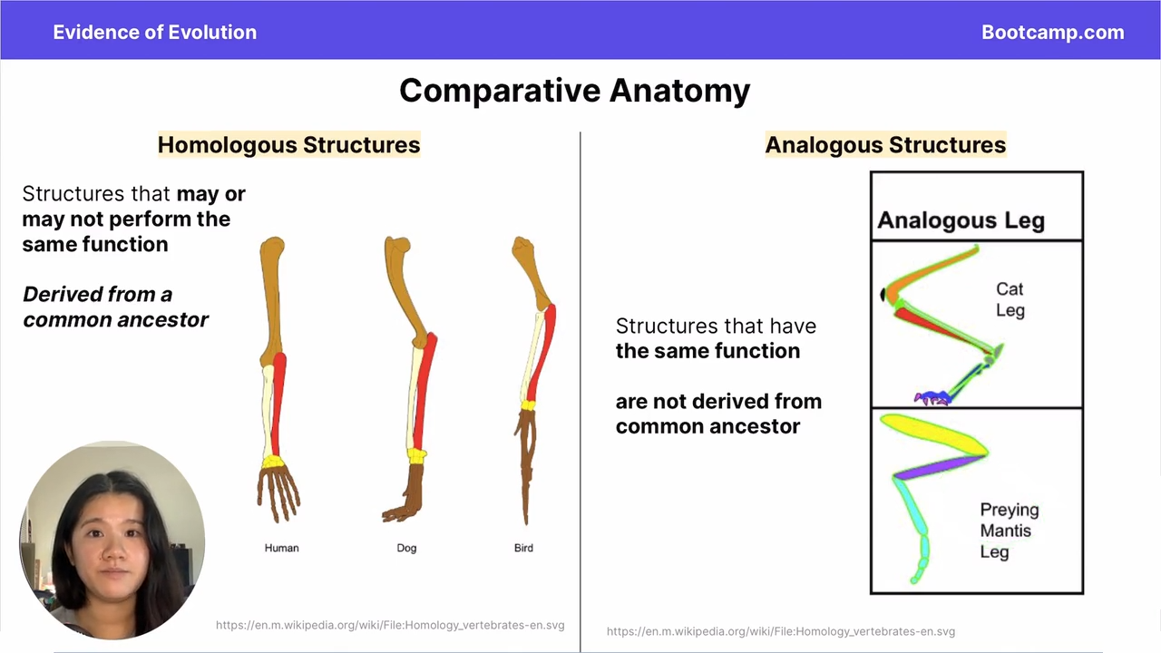 <p>homologous, analogous, and vestigial structures</p>