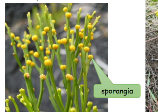 <p>-dichotomous branching </p><p>-no true leaves or roots</p><p>-homosporous </p><p>-photosynthesis occurs in stem </p>