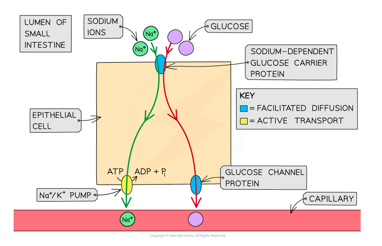 <p>Some carrier proteins have two binding sites &amp; so transport two molecules across the cell membrane at once</p>