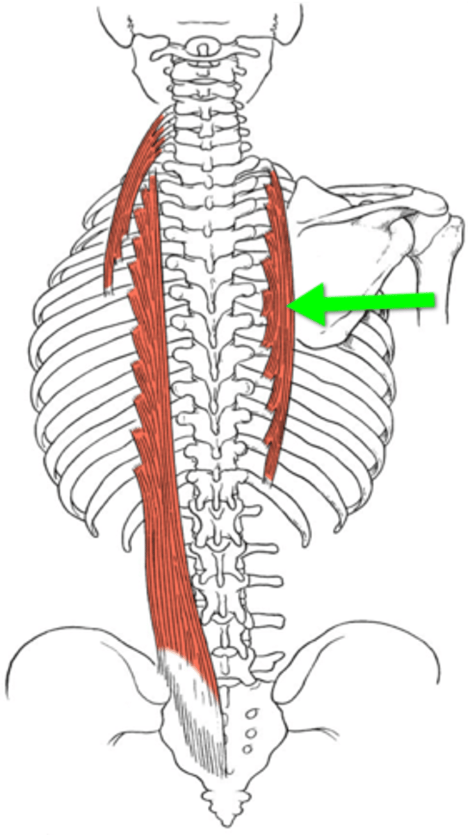 <p>posterior rami of spinal nerves</p>