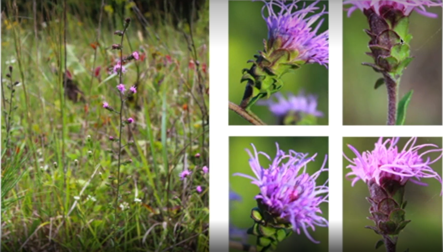 <p>Liatris squarrulosa</p>