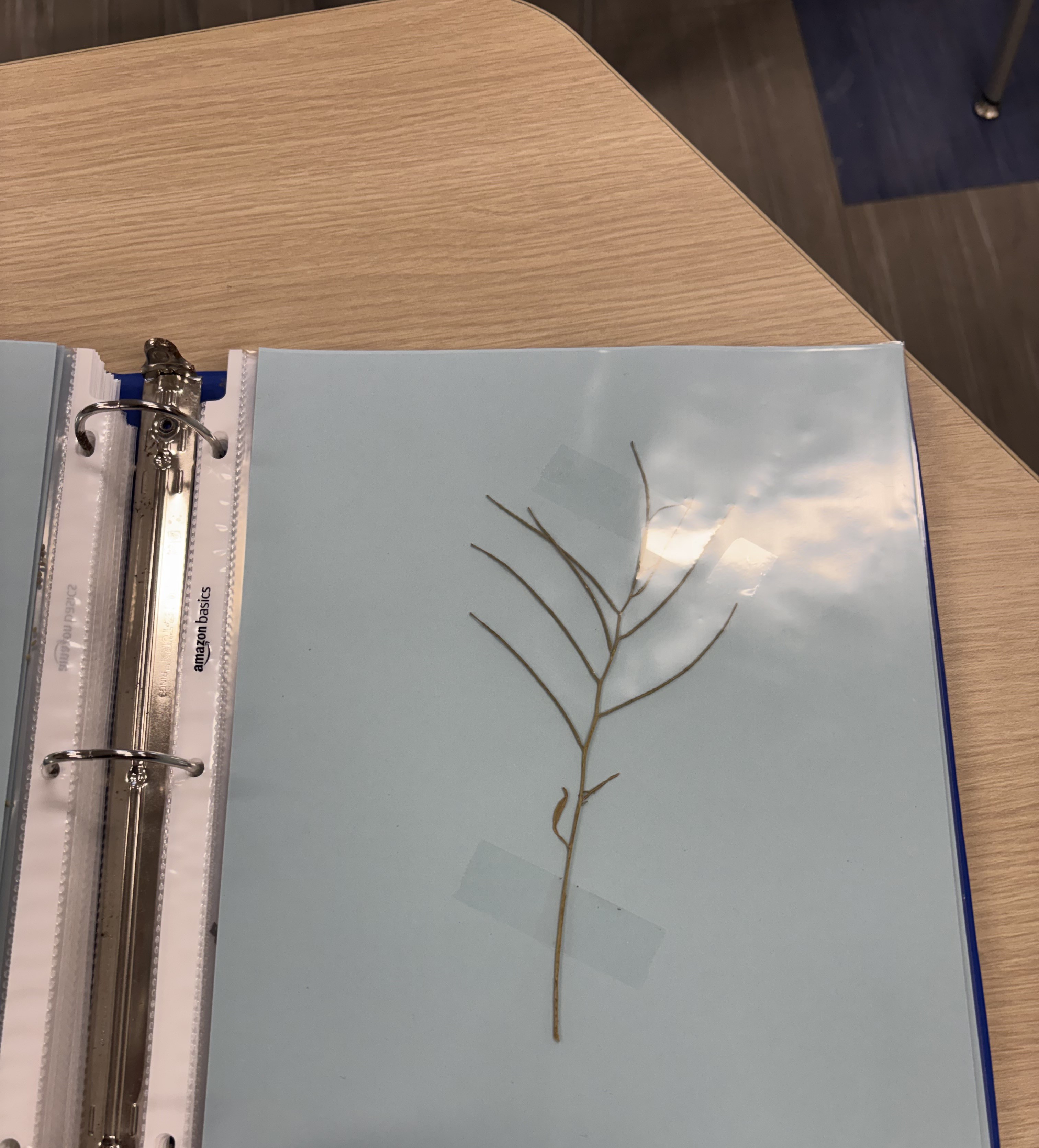 <p>Plant</p>
