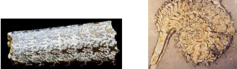 <p>Devonian - Cretaceous (419-66 Ma)</p><p>Sutures of varying complexity = Lobes: deflections of suture away from aperture; Saddles: deflections toward aperture</p><p>Variety of shell shapes</p><p>External ornament common</p><p>Exceedingly important group for Western Interior Seaway stratigraphy</p><p>High species turnover allows for multiple biostratigraphic zones, sometimes less than 1 mya in duration</p><p>Very useful for biostratigraphy in Europe and Western Interior Seaway</p>