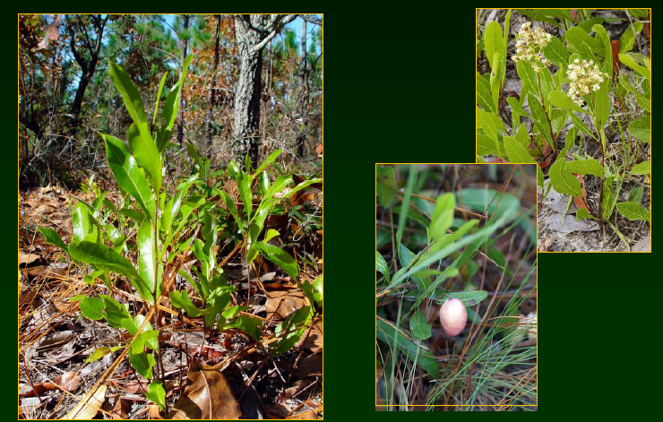 <p>•</p><p>Chrysobalanaceae</p><p>•</p><p>Sandhills or dune habitat</p><p>•</p><p>Fruits eaten by gopher tortoises</p><p>•</p><p>Key Characters:</p><p>•</p><p>Small (< 1m tall)</p><p>•</p><p>Vertical leaf orientation</p><p>•</p><p>Clonal</p><p>•</p><p>Olive shaped fruits</p>