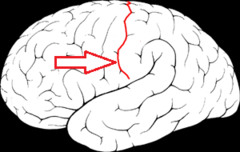 <p>separates the frontal and parietal lobes</p>