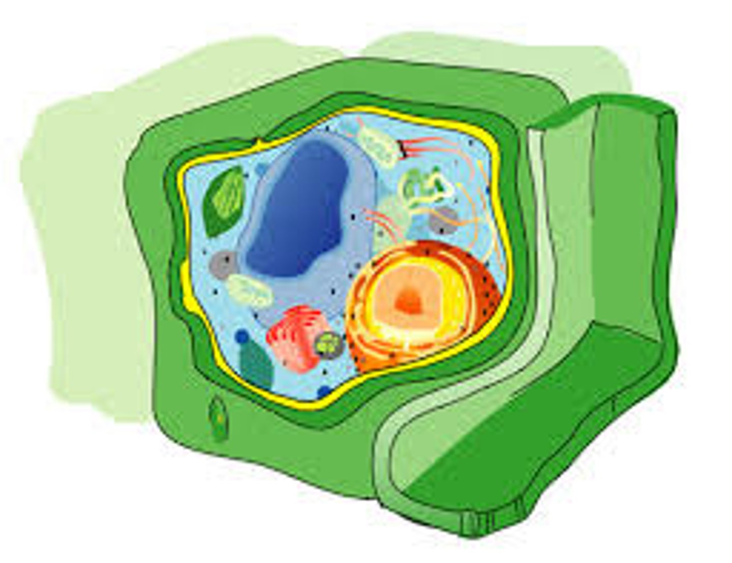 <p>Provides support and protection</p><p>All except animal cells</p>