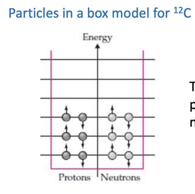 <p>-If N and Z are equal; the nucleus is generally stable and is safe to ignore Coulomb repulsion (electric force) (*repulsion their but not significant/strong enough; stable isotope)</p><p>-For larger Z (above 10) Coulomb repulsion is <strong>not negligible</strong></p><p>-ex picture: Particles in a box model for 12C (*stable bc same # of protrons and neutrons; 13C radioactive bc extra neutron)</p><p>-The Pauli exclusion principle permits two protons and two neutrons per level</p><p>*most things are radioactive</p>