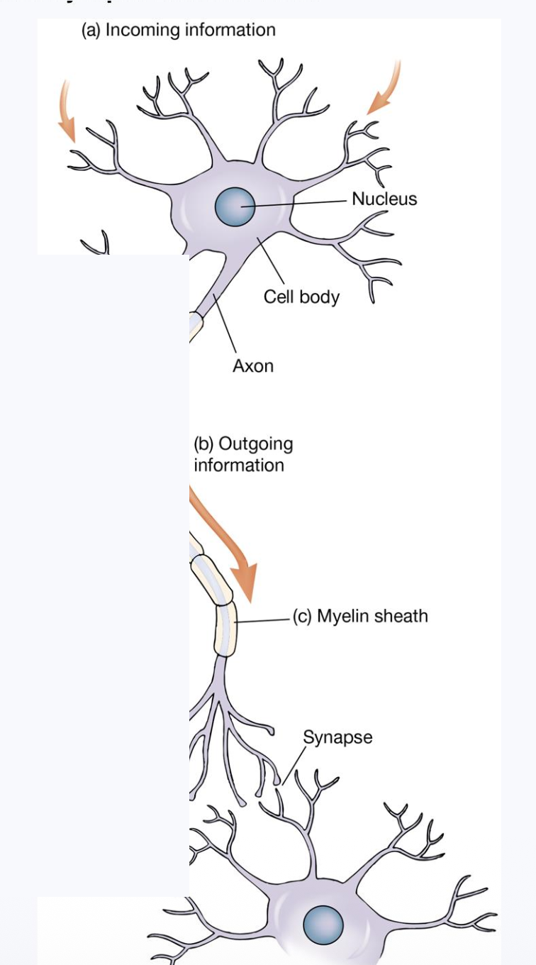 <p><strong><u>A New Burst of Growth</u></strong></p><p class="p2"> Overproduction peaks at about age ? or ?, but obviously that is not when our cognitive abilities peak.</p><p class="p2"> In the years that follow, a massive amount of __ takes place, in which the overproduction of synapses is whittled down considerably.</p><p class="p2"><span data-name="arrow_right_hook" data-type="emoji">↪</span> Between the ages of 12 and 20, the average brain loses __ through ?.</p><p class="p3"><span data-name="arrow_right_hook" data-type="emoji">↪</span> “? it or lose it!”</p><p class="p2"> Synaptic pruning allows the brain to work more efficiently, as __ become more ?.</p>