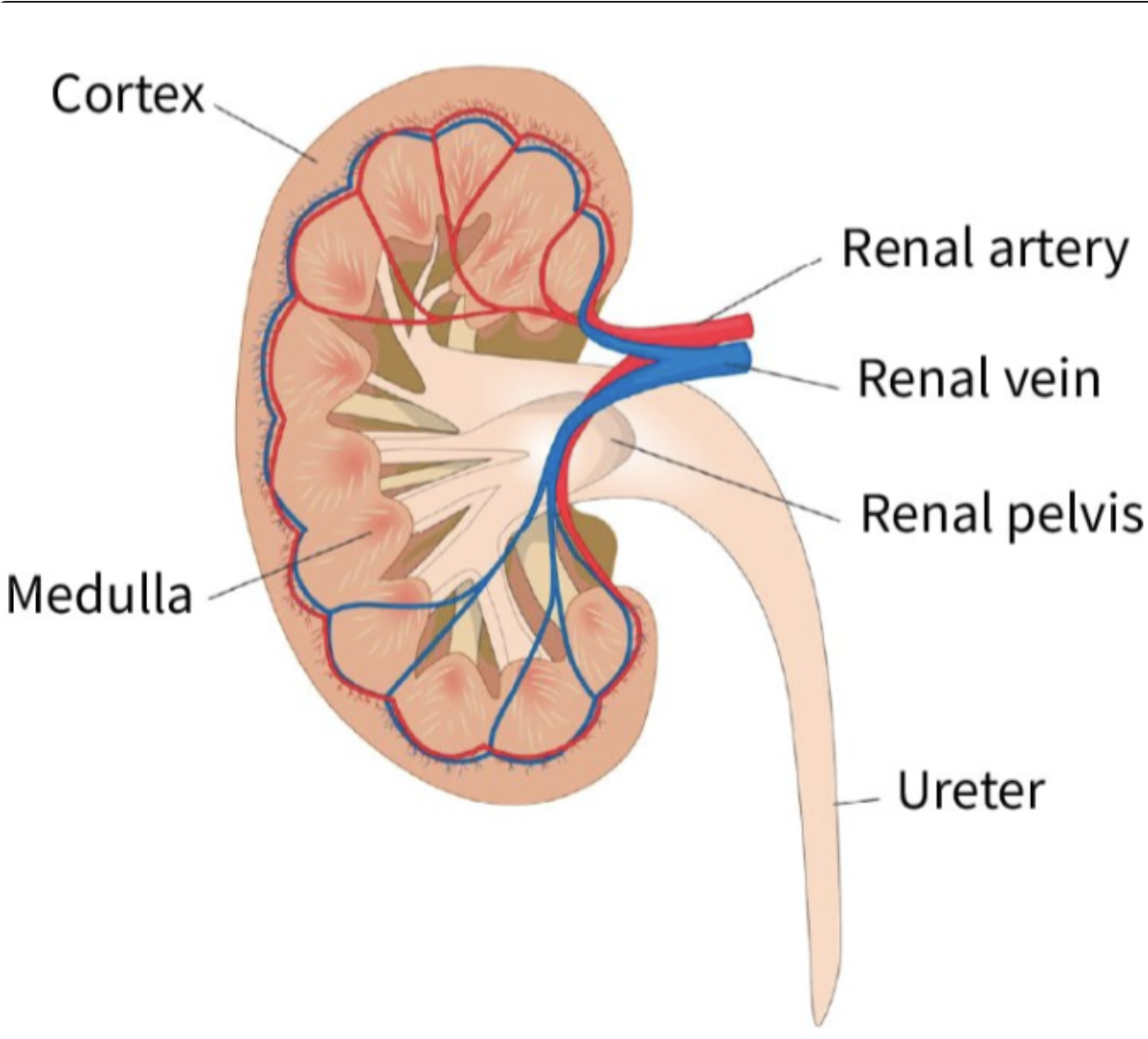 <p>finish the diagram’s boxes</p><p>in the kidney, urine exits the renal pelvis via the ureter towards the bladder</p>